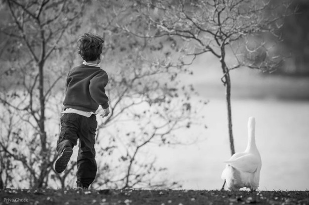 Photograph of Boy Chasing A Goose